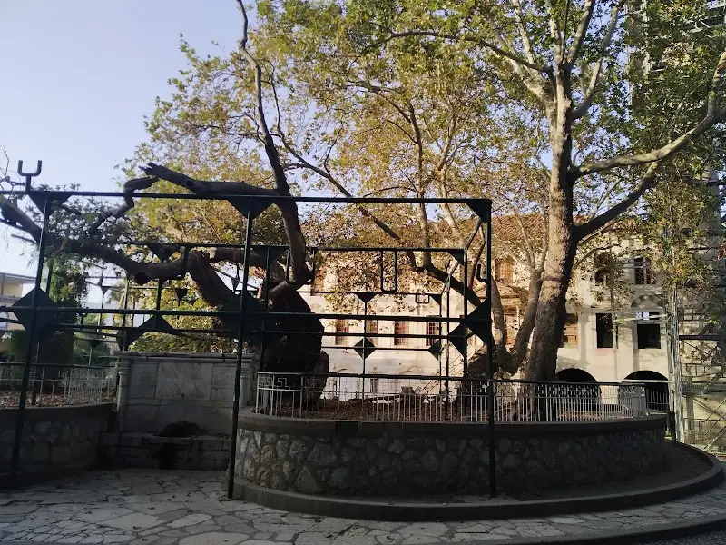 Hippocrates Plane Tree